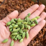 খাবারের পর এলাচ চিবানো অসাধারণ স্বাস্থ্য উপকারিতা বয়ে আনবে! জানুন