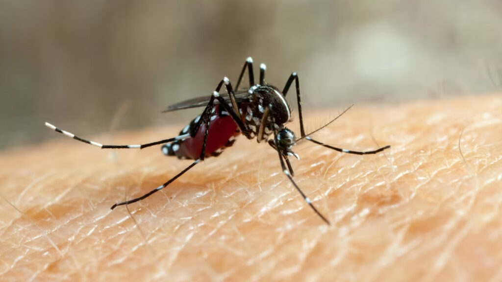 বিশেষজ্ঞদের কাছ থেকে জেনে নিন ডেঙ্গুর কোন তিনটি লক্ষণ উপেক্ষা করা উচিত নয়।