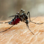 বিশেষজ্ঞদের কাছ থেকে জেনে নিন ডেঙ্গুর কোন তিনটি লক্ষণ উপেক্ষা করা উচিত নয়।