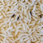 চালের পুঁচকে পোকা দূর করার জন্য এই সহজ পদ্ধতিগুলি ব্যবহার করে দেখুন।