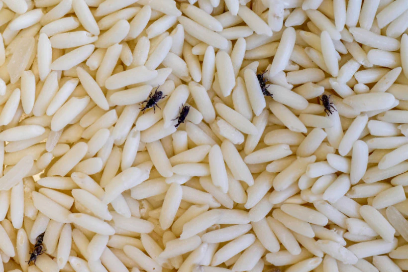 Try these simple methods to get rid of rice weevils.