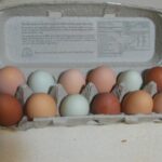 শিশু, বয়স্ক, অথবা জিমে যাওয়া ব্যক্তিদের… দিনে কত ডিম খাওয়া উচিত? বিশেষজ্ঞরা এর সীমা প্রকাশ করেছেন।