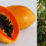 এই ৪টি ফল কোষ্ঠকাঠিন্যের ঔষধ, পেট ব্যথা, গ্যাস এবং বদহজম থেকে মুক্তি দেবে।