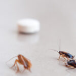 আপনার বাড়ি থেকে পিঁপড়া, আরশোলা এবং মশা দূর করুন: ব্যবহার করুন এই প্রাকৃতিক প্রতিকারগুলো