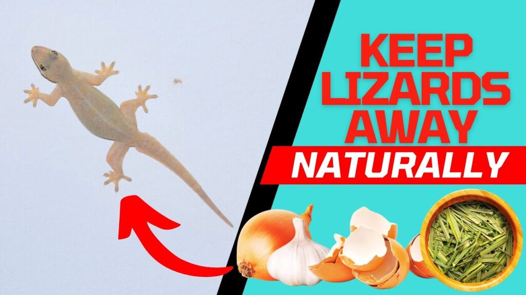 গ্রীষ্মের আগমনের সাথে সাথে টিকটিকির উপদ্রব শুরু হয়েছে; এই পদ্ধতিগুলো আপনাকে এদের হাত থেকে মুক্তি পেতে সাহায্য করবে