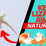 গ্রীষ্মের আগমনের সাথে সাথে টিকটিকির উপদ্রব শুরু হয়েছে; এই পদ্ধতিগুলো আপনাকে এদের হাত থেকে মুক্তি পেতে সাহায্য করবে