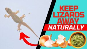 গ্রীষ্মের আগমনের সাথে সাথে টিকটিকির উপদ্রব শুরু হয়েছে; এই পদ্ধতিগুলো আপনাকে এদের হাত থেকে মুক্তি পেতে সাহায্য করবে