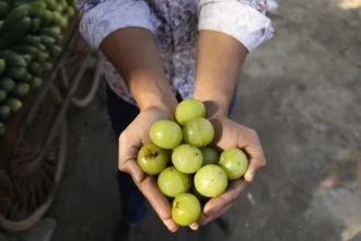 পেটের সুস্বাস্থ্য, রোগ প্রতিরোধ ক্ষমতার বৃদ্ধি করতে প্রতিদিন খান এই ছোট্ট জিনিসটি