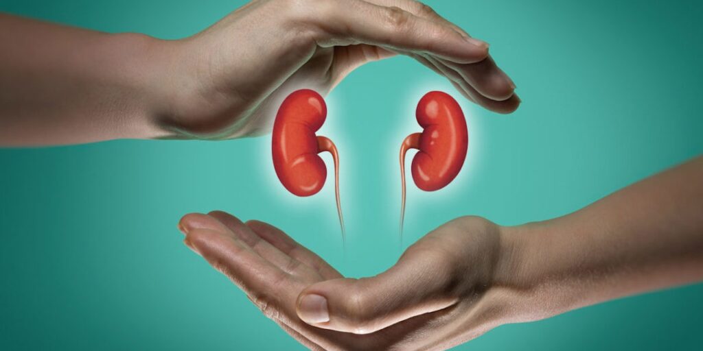 অতিরিক্ত প্রোটিন গ্রহণ কীভাবে কিডনির ক্ষতি করে? বিশেষজ্ঞদের কাছে জানুন