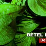 পান পাতা স্বাস্থ্যের জন্য আশীর্বাদস্বরূপ, মাথাব্যথা থেকে শুরু করে কোষ্ঠকাঠিন্য পর্যন্ত সবকিছুর জন্য এটি ব্যবহার করুন