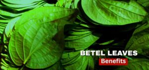 পান পাতা স্বাস্থ্যের জন্য আশীর্বাদস্বরূপ, মাথাব্যথা থেকে শুরু করে কোষ্ঠকাঠিন্য পর্যন্ত সবকিছুর জন্য এটি ব্যবহার করুন