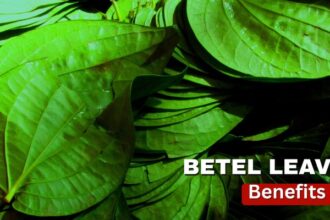 পান পাতা স্বাস্থ্যের জন্য আশীর্বাদস্বরূপ, মাথাব্যথা থেকে শুরু করে কোষ্ঠকাঠিন্য পর্যন্ত সবকিছুর জন্য এটি ব্যবহার করুন