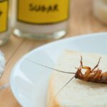 তেলাপোকায় কি আপনার ঘর দখল করে নিয়েছে? এই সহজ পদ্ধতিগুলো মেনে সেগুলোর হাত থেকে মুক্তি পান