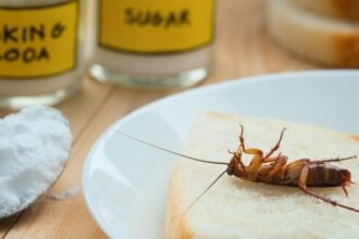 তেলাপোকায় কি আপনার ঘর দখল করে নিয়েছে? এই সহজ পদ্ধতিগুলো মেনে সেগুলোর হাত থেকে মুক্তি পান