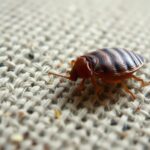 কামড়ে জীবন অতিষ্ঠ… আপনার বিছানা বা সোফায় কি ছারপোকার উপদ্রব? জেনে নিন কীভাবে এদের হাত থেকে মুক্তি পাবেন