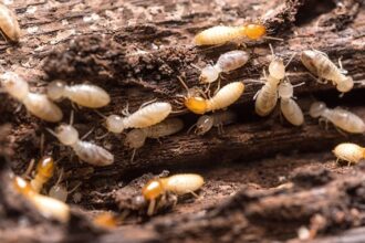 উইপোকা আপনার আসবাবপত্র ও দরজা ভেতর থেকে ফাঁপা করে দিচ্ছে? ঘরোয়া উপায়ে এদের হাত থেকে মুক্তি পান