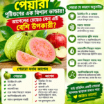 পেয়ারা পুষ্টিগুণের এক বিশাল ভাণ্ডার! আপেলের চেয়েও কেন এটি বেশি উপকারী?