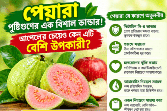 পেয়ারা পুষ্টিগুণের এক বিশাল ভাণ্ডার! আপেলের চেয়েও কেন এটি বেশি উপকারী?